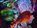 Traum (dream)