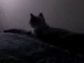 gato-chistoso-funny-cat.html