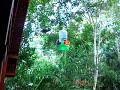 humming bird trinidade brazil