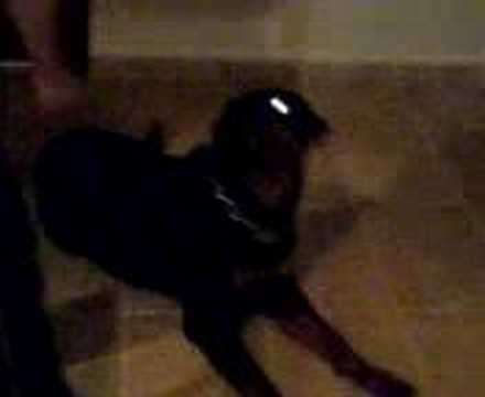 rotweiler