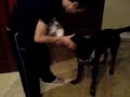 rotweiler king pa?a