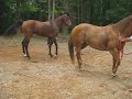 HORSES DO IT TAKE 2