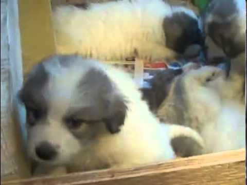 AKC Female Great Pyrenees USA New England N. East