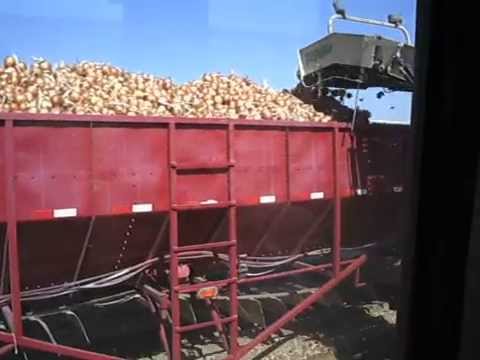 how to harvest onions