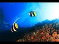 Scuba diving in Koh Samui. Thailand underwater video with moray eels, sharks, whale shark