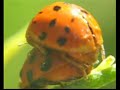 SEXO DE ESCARABAJO MOTEADO - LADYBUG MATING DANCE SEXO DE ESCARABAJO MOTEADO - LADYBUG MATING DANCE