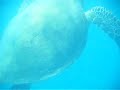Swimming with Wild Turtle at the Whitsundays