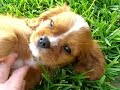 Cavalier King Charles Spaniel \"Rookie\" waiting Cavalier King Charles Spaniel \"Rookie\" waiting