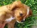 Cavalier King Charles Spaniel Rookie waiting