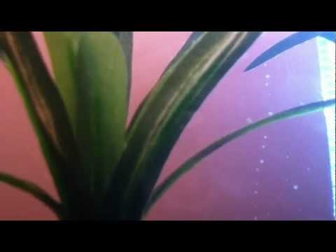 how to take care if a betta fish