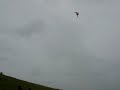 Lenkdrachen Action