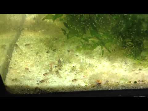 Corydoras sp. C126 fry