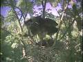 Four fledgling herons about ready to leave the nest