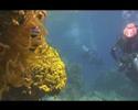 Diving in Eilat