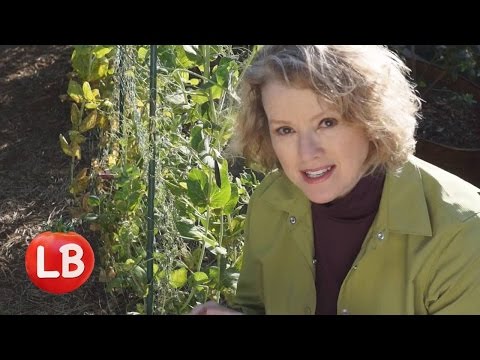 how to grow sweet peas