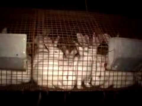 Rabbits: Pets or Poultry?