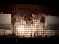 Rabbits: Pets or Poultry? Rabbits: Pets or Poultry?