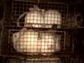 Rabbits: Pets or Poultry?