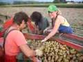 Harvesting potatoes in Switzerland in the Valais