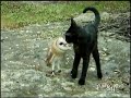 Сова и кот играют вместе