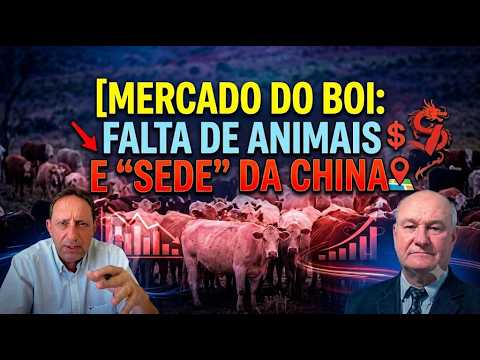 Mercado do boi: falta de animais e “sede” da China.