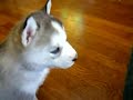 かわいい犬動画