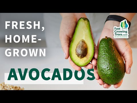 video-linktoworks-Fresh Avocado Grown at Your Home! -...