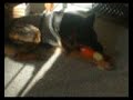 Dog Vs Lion Dog Vs Lion
