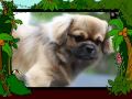 Rico Tibetan Spaniel 8 months old
