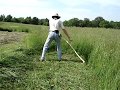 Mowing with a Swiss snath and 65cm Scythe Blade.