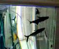 Sharks