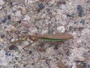 Live mantis walking Live mantis walking