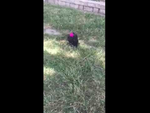 The cutest video you will ever see!