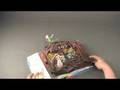 Peter Pan Pop-up demo video