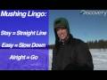 Iditarod: Mushing Lingo