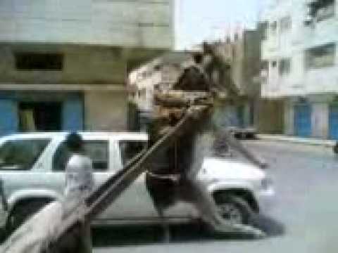 Burro sobrecargado - Pobre Burro