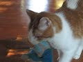 cat fun ,pet tricks Icon