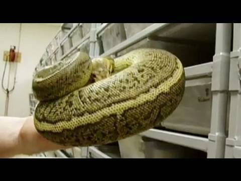 snake