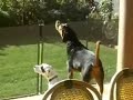 Re: Reh Dogg-Why Must I Cry  (www.musicvideo20.com