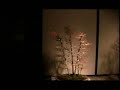Bonsai at Longwood Gardens