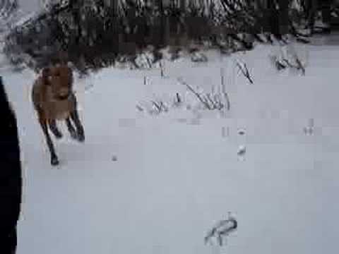 The Continuing Adventures of Prion: ...