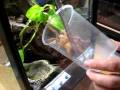 Chilobrachys Sp. Tutorial 3