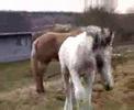 Sterling Curlies part 7 (Lily Curly Horse)