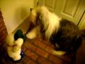 Bearded Collie Howling