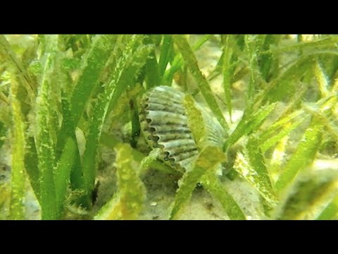 how to harvest scallops in florida