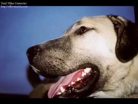 kangal