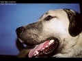 KANGAL  TURKISH DOG