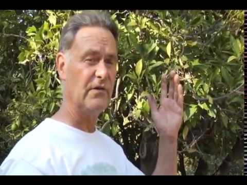 how to care orange tree