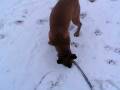 Malinois puppy playing in the snow (2)