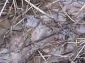 videos de Divide Creek Seep 2004 -- Seep in grassy bank area